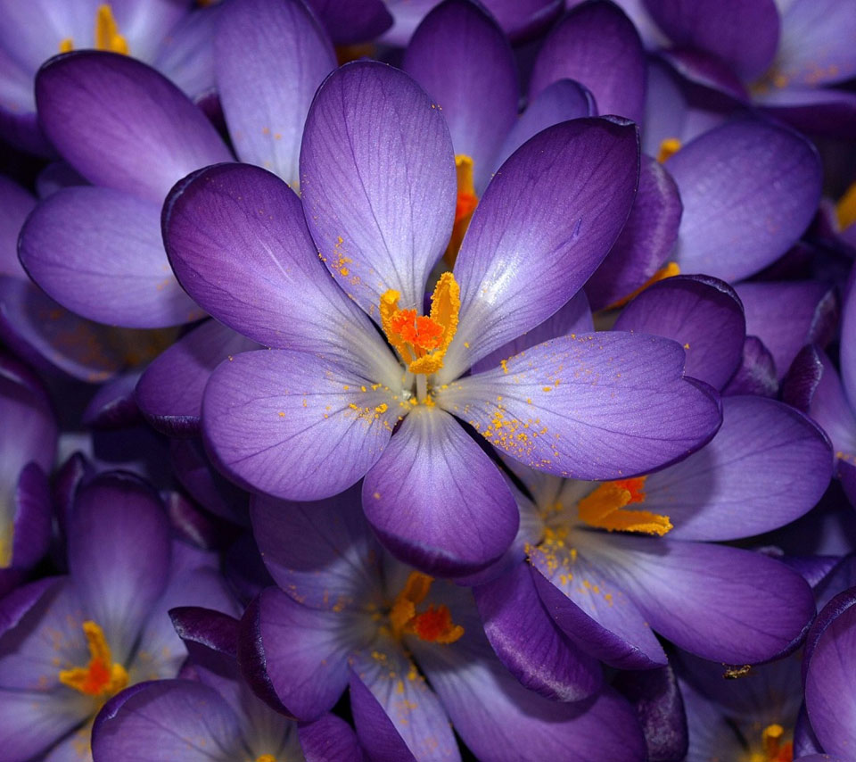 Purple-Flower-12